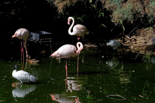 Flamingos & molucca ibis