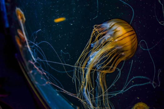 Image of jellyfish (poison jellyfish). Shooting Location: Yokohama-city kanagawa prefecture