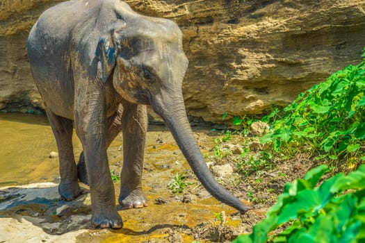 Wild elephant image (Sri Lanka Pinnawara). Shooting Location: Sri Lanka