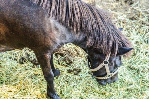 Ranch horse image. Shooting Location: Yokohama-city kanagawa prefecture