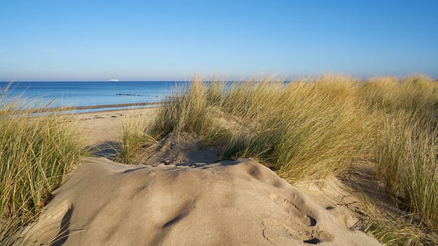 Dune on the beach of Warnemuende on the German Baltic Sea coast