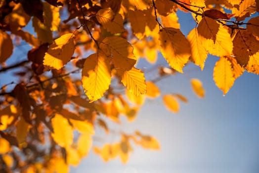 beech leaves in back light