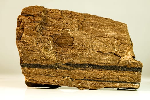 petrified wood of a sequoia tree