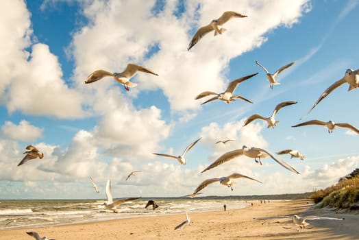black headed gulls flying over beach of the Baltic Sea