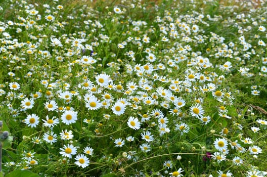 chamomile blossoms