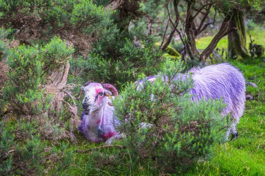 Sheep or ram with multicoloured fur and horns in green bushes or field in Blackvalley, Ring of Kerry, County Kerry, Ireland