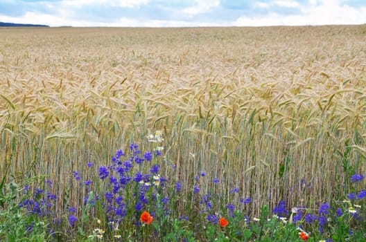 Grain field