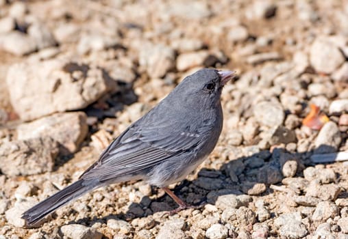 Dark Eyed Junco in the Mountains in Shenandoah National Park in Virginia