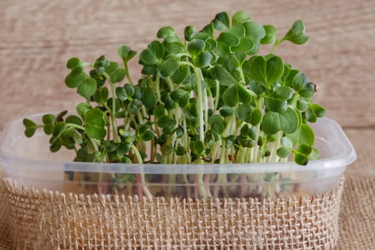 Microgreen. radish sprouts in plastic container. Selective focus. Shallow depth of field.