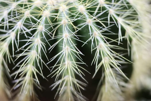 beautiful cactus with skewers for your pain defense protection