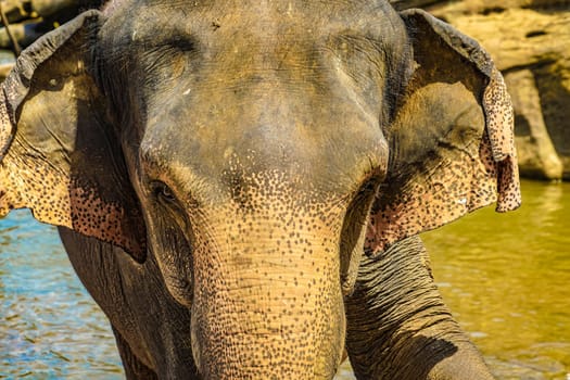 Wild elephant image (Sri Lanka Pinnawara). Shooting Location: Sri Lanka