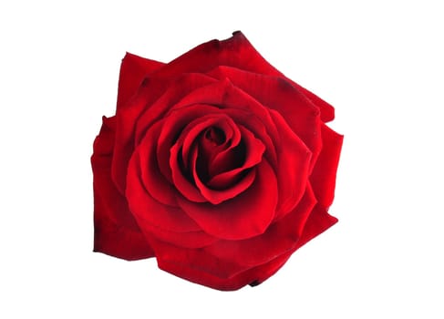 Bloom of a red rose isolated