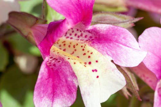 Mimulus naiandinus a summer flowering plant with a purple pink summertime flower commonly known as Chilean monkey flower, stock photo image