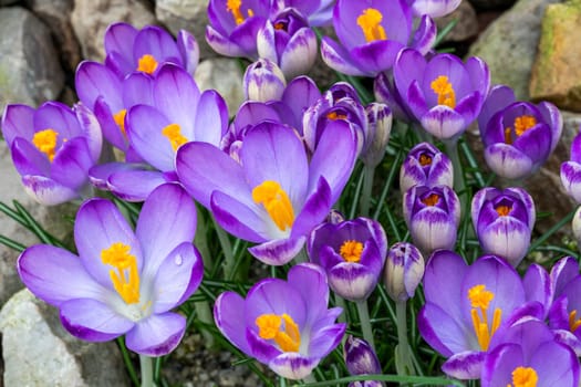 Crocus tommasiianus 'Pictus' a springtime flowering plant which has a purple flower during the spring season, stock photo image