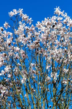White pink magnolia blossom in flower on a springtime tree branch in the spring season with a blue sky which is commonly known as Willow Leafed Magnolia, stock photo image