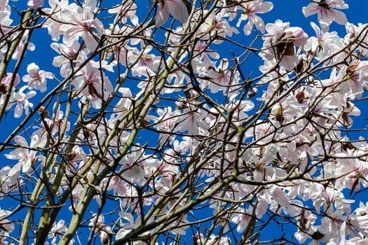 White pink magnolia blossom in flower on a springtime tree branch in the spring season with a blue sky which is commonly known as Willow Leafed Magnolia, stock photo image