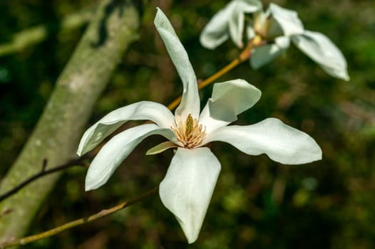 Magnolia x proctoriana a spring summer flowering tree plant with a white or pink springtime stellata flower