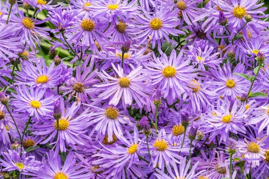 Aster x frikartii 'Monch' a lavender blue herbaceous perennial summer autumn flower plant commonly known as Michaelmas daisy, stock photo image