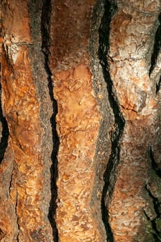 Pinus pinea brown tree bark macro close up texture background commonly known as Stone Pine, stock photo image