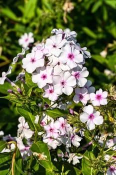 Phlox paniculata 'White Admiral' an herbaceous summer autumn flower plant, stock photo image