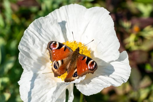 Peacock butterfly (Aglais io) with wings outstretched feeding on a white Romneya flower plant, stock photo image