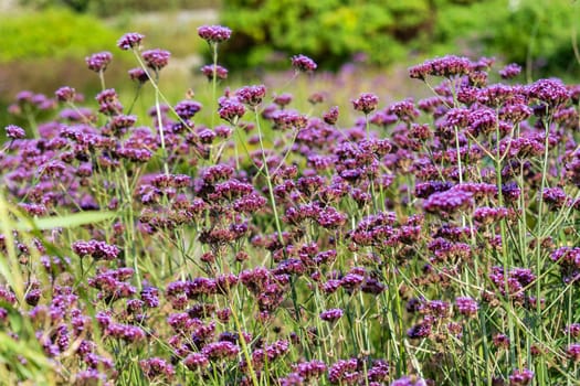 Verbena bonariensis a purple herbaceous perennial summer autumn flower plant commonly known as purple top or Argentinian vervain, stock photo image