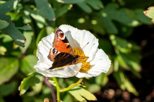 Peacock butterfly (Aglais io) with wings outstretched feeding on a white Romneya flower plant, stock photo image