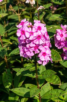 Phlox paniculata 'Eva Cullum' a pink herbaceous summer autumn flower plant, stock photo image