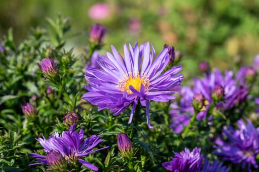 Aster 'Herfstweelde' (Autumn Wealth) a lavender blue herbaceous perennial summer autumn flower plant commonly known as Michaelmas daisy, stock photo image