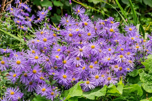 Aster x frikartii 'Monch' a lavender blue herbaceous perennial summer autumn flower plant commonly known as Michaelmas daisy, stock photo image