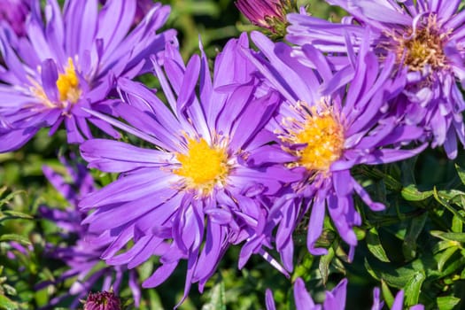 Aster 'Herfstweelde' (Autumn Wealth) a lavender blue herbaceous perennial summer autumn flower plant commonly known as Michaelmas daisy, stock photo image