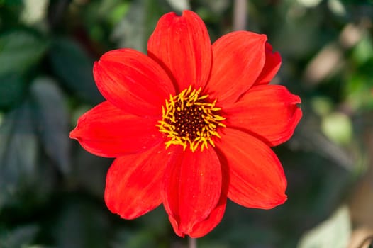 Dahlia 'Bishop of Llandaff' a tuberous red summer autumn flower plant , stock photo image
