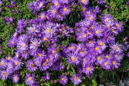 Aster 'Herfstweelde' (Autumn Wealth) a lavender blue herbaceous perennial summer autumn flower plant commonly known as Michaelmas daisy, stock photo image