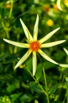 Dahlia 'Honka' a yellow flower summer flower tuber plant, stock photo image