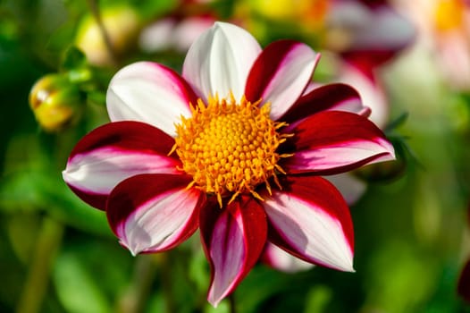 Dahlia 'Twining's Candy' a pink white flower summer flower tuber plant, stock photo image