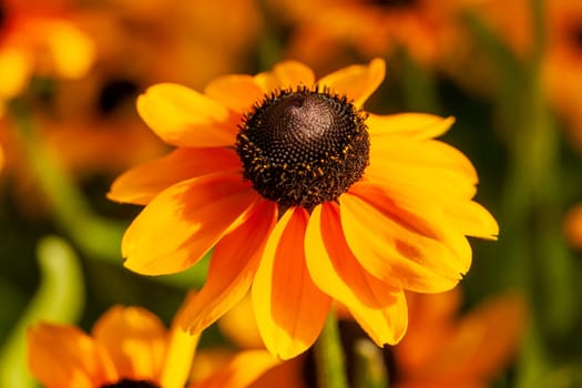 Rudbeckia hirta 'Toto' a yellow orange herbaceous perennial summer autumn flower plant commonly known as Black Eyed Susan or Coneflower stock photo image