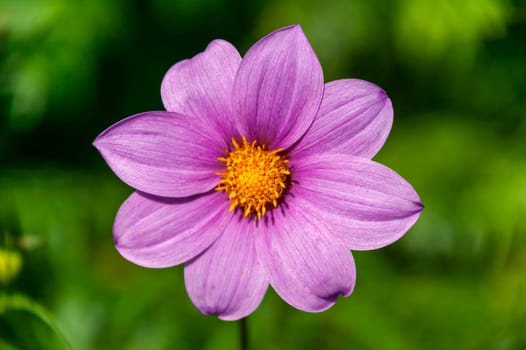 Dahlia 'Woodbridge' a lavender purple flower summer flower tuber plant, stock photo image