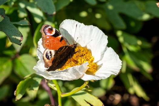 Peacock butterfly (Aglais io) with wings outstretched feeding on a white Romneya flower plant, stock photo image