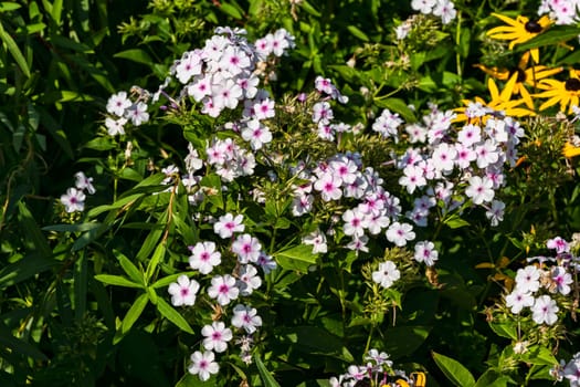 Phlox paniculata 'White Admiral' an herbaceous summer autumn flower plant, stock photo image