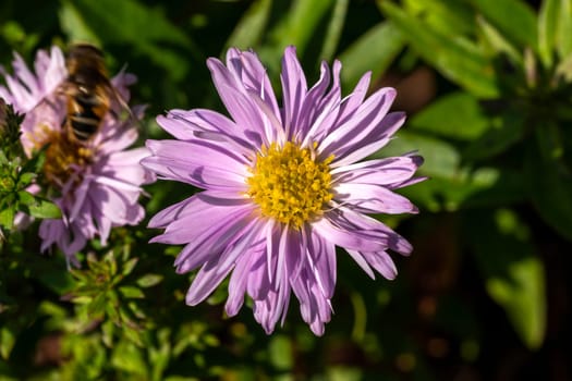 Aster Autumn Jewels 'Rose Quartz' a pink herbaceous perennial summer autumn flower plant commonly known as Michaelmas daisy, stock photo image