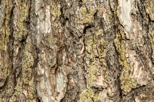 Pinus nigra subsp 'Nigra'  brown tree bark macro close up texture background commonly known as   Austrian Pine or black pine, stock photo image