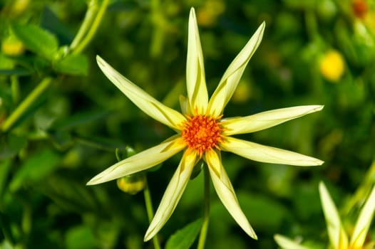 Dahlia 'Honka' a yellow flower summer flower tuber plant, stock photo image