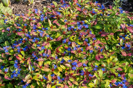 Ceratostigma plumbaginoides a summer autumn flower plant commonly known as blue flowered leadwort, stock photo image