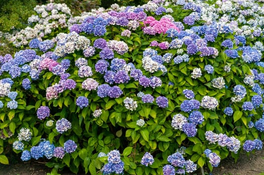 Hydrangea Macrophylla 'La Marne' a blue pink mophead spring summer flower shrub plant commonly known as Bigleaf hydrangea or French hydrangea, stock photo image