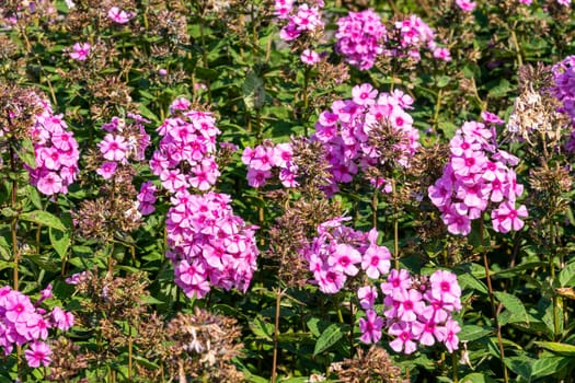 Phlox paniculata 'Eva Cullum' a pink herbaceous summer autumn flower plant, stock photo image