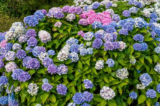 Hydrangea Macrophylla 'La Marne' a blue pink mophead spring summer flower shrub plant commonly known as Bigleaf hydrangea or French hydrangea, stock photo image