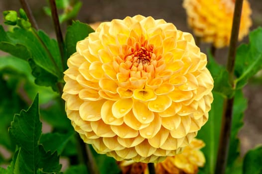 Dahlia 'Blyton Softer Gleam' a yellow orange summer pompom flower tuber plant, stock photo image