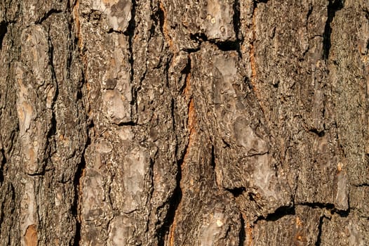 Pinus hartwegii brown tree bark macro close up texture background commonly known as  Hartweg's Pine, stock photo image