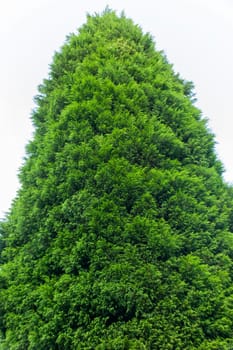 Leylandii (Leyland Cyprus x Cupressocyparis) an evergreen coniferous tree of very fast rapid growth not suitable as a small garden plant, stock photo image