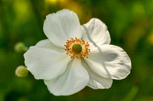 Anemone x Hybrida 'Honorine Jobert' a white herbaceous perennial summer autumn flower plant commonly known as Japanese anemone, stock photo image